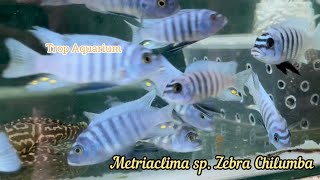 MALAWI CICHLIDS MBUNA PART 01 [Trop Aquarium] (Singapore) last upd. 26.04.24