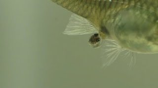 A Guppy Having Babies