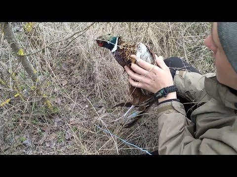ГДЕ СТАВИТЬ ЛОВУШКУ НА ФАЗАНА. КАК ПОЙМАТЬ ФАЗАНА. Поймал фазана