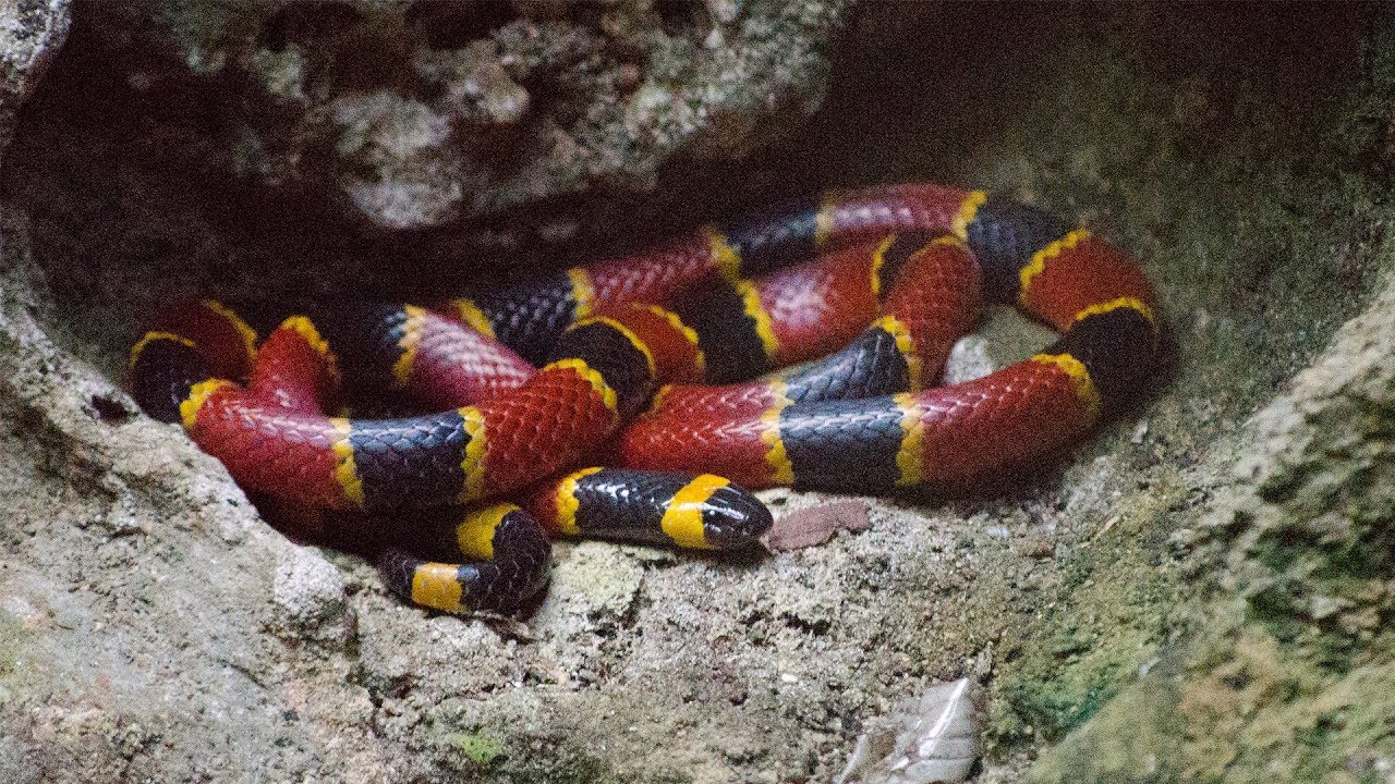 How to spot venomous snakes in Arkansas - YouTube