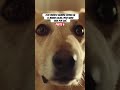 La historia de un perro abandonado esperando por alguien Parte 4 #mascotas #perros #perrosygatos