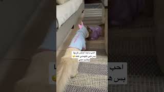 انا ميلو عمري سنة وثمانية اشهر راغدول بريد ماما انقذتني وتبتني عندها تابعوني#cat #قطط #catonyoutube