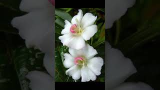 Beautiful flowers Pictures Shorts by Muhas Vlog