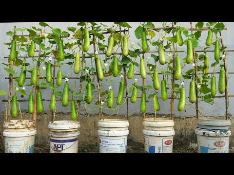 Don't miss this smart way of growing gourds! Outstanding yield without much care