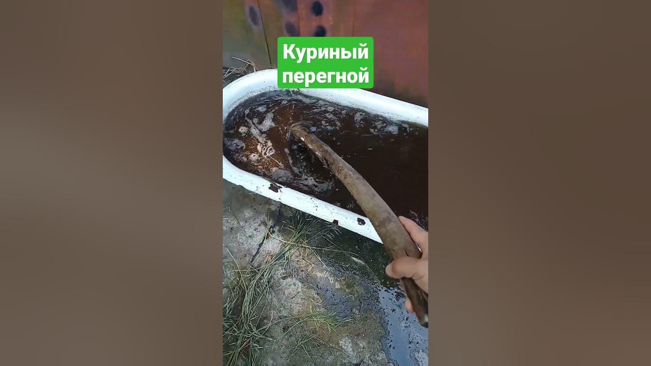 Куриный перегной #личныйблог #огород #сад #рассада #посадки - YouTube