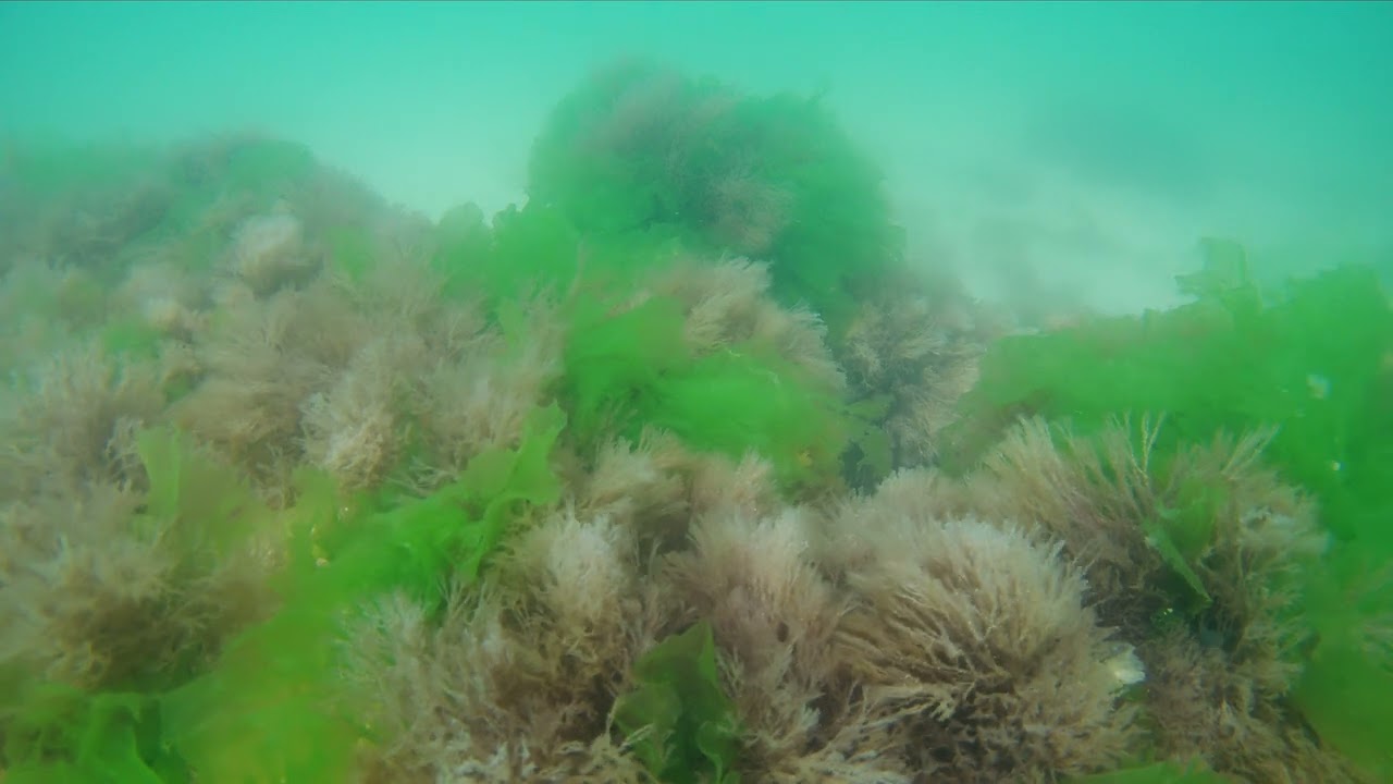 Monitorizare subacvatica2