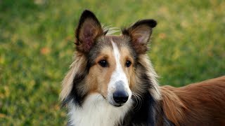 Socialization Tips for Raising a Happy and Confident Shetland Sheepdog Puppy