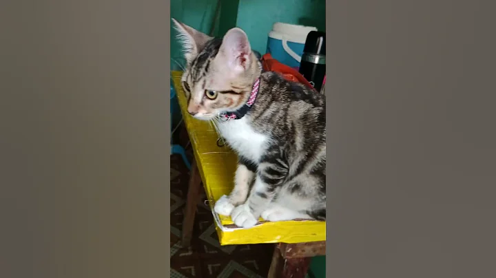 Video 4982551: american cat breeds, american hair