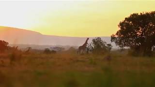World Environment Day 2017 Montage screenshot 5