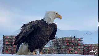 Eagle on Top of Car by SassePhoto 3,356 views 3 years ago 12 seconds