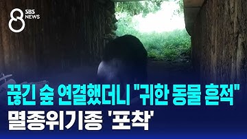 끊긴 숲 연결했더니 "귀한 동물 흔적"…멸종위기종 