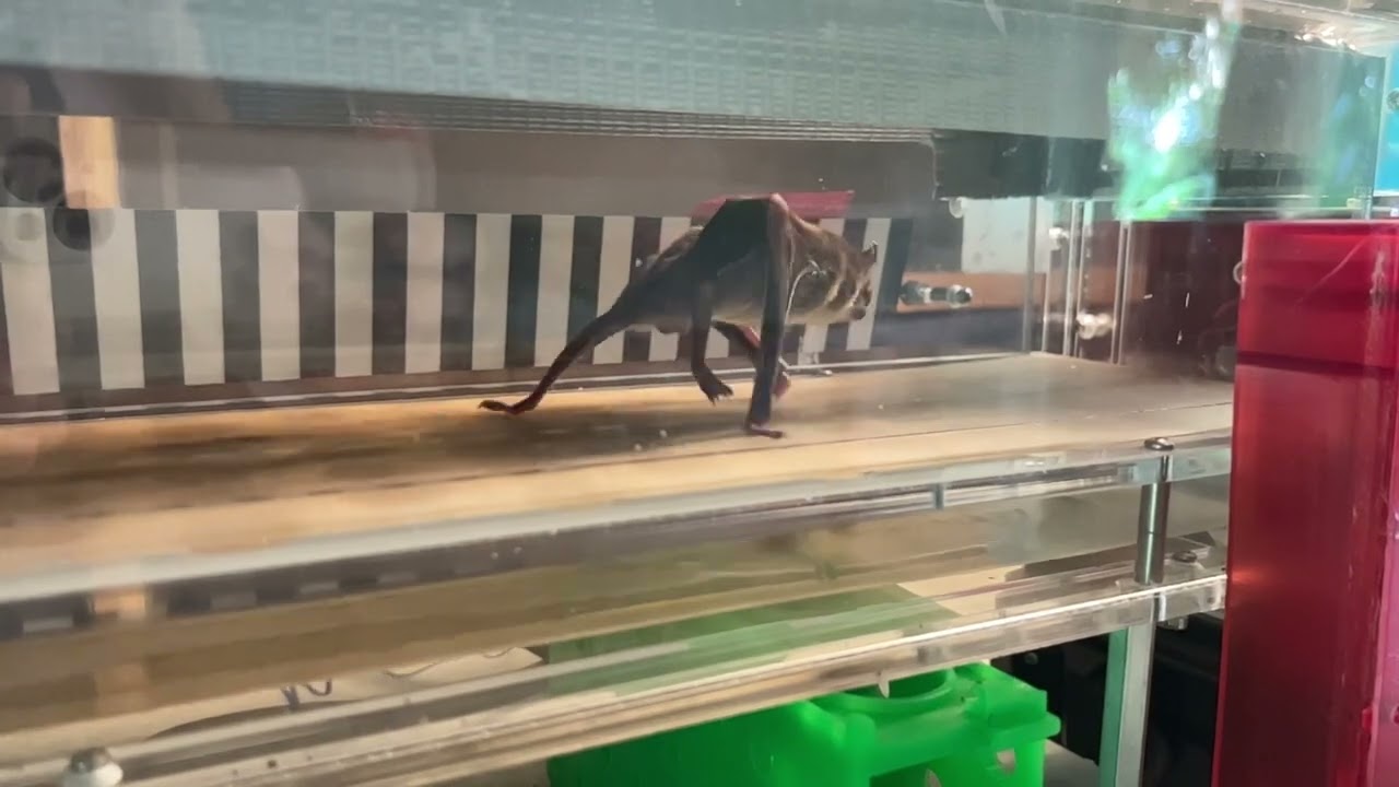 Rossi and Welch running vampire 20 m/min