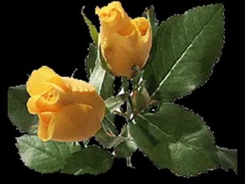 Uberall Bluhen Rosen Gilbert Becaud Covered By Wolf Youtube