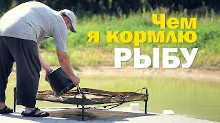 Чем кормлю рыбу