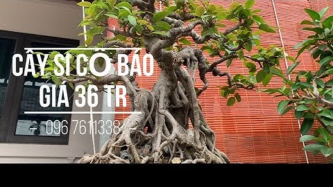 Cây Si Cổ Báo Giá 36tr Tại Vườn Đoàn Thái 096 7611338