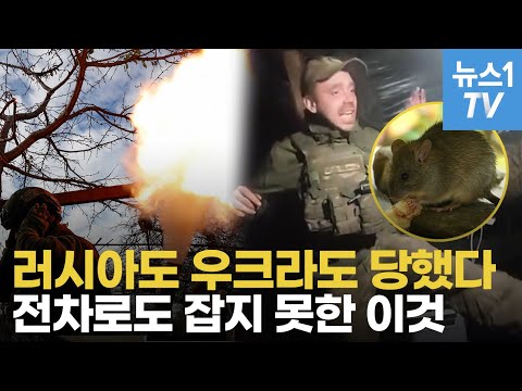 자나 깨나 어디에나 &amp;quot;찍찍찍&amp;quot;…포탄은 피할 수 있어도 <strong>쥐의</strong> 습격은 속수무책