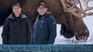 Moose Mayhem! Tracking a Bull Moose in the Canadian Rockies Eh!