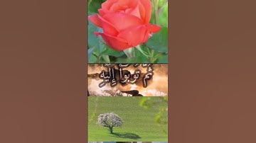 تلاوة صباحية مباركة