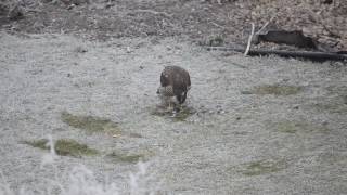 Jastrab Krahulec - Accipiter Nisus - Sparrow Hawk