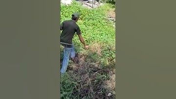 câu cá lóc bằng vịt con