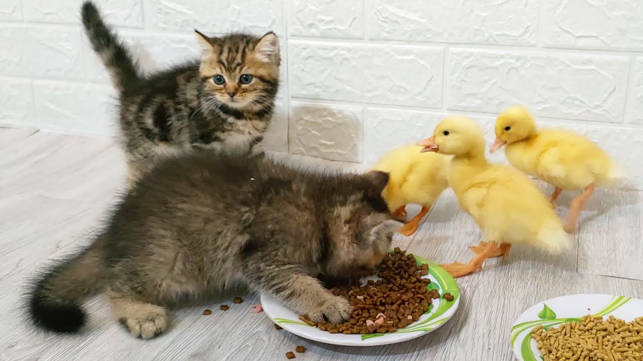 The three ducklings compete for food with the cats YouTube