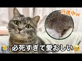 【衝撃映像】猫の「ふみふみ」が激しすぎて、もはや後ろ足が行進してるんだけどwww