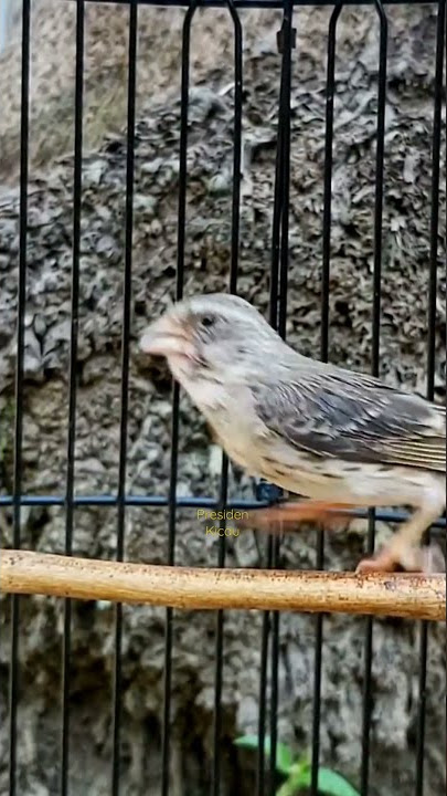 Burung sanger gacor