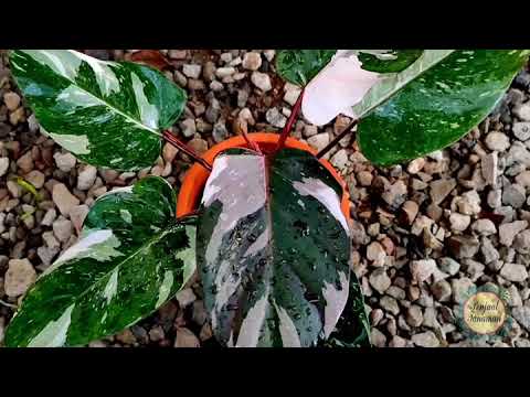 филодендрон ред андерсон вар. филодендрон рэд эмиральд. филодендрон ред андерсон фото. филодендрон ред эмеральд вар. филодендрон ред андерсон вариегатный.