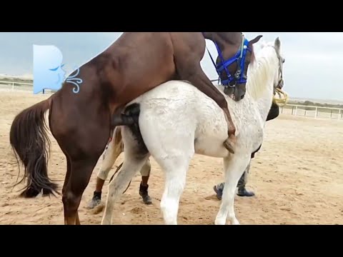 📹 Horse Mating 2023 Video | New Video →