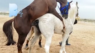 📹 Horse Mating 2023 Video | New Video →