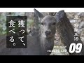 【里山狩猟生活#09】シカ、イノシシ生け獲り ホルモンを食べるため/Self-Sufficient