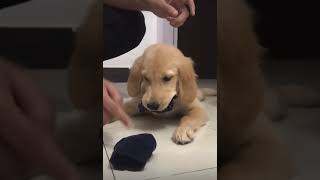The Dog Angrily Put The Socks In His Mouth
