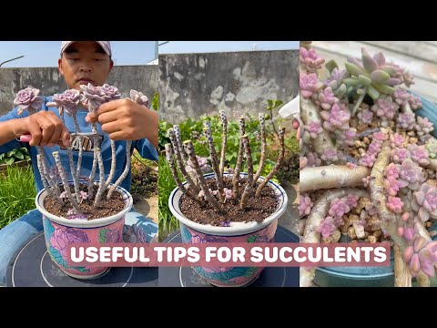 Useful tips for succulents | 多肉植物| 다육이들 | Suculentas