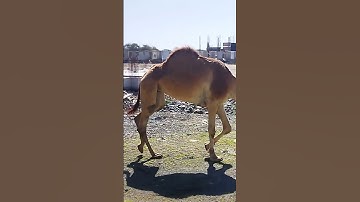 قال الله تعالى،في سوره الغاشيه،،افلا ينظرون الى الابل كيف خلقت،