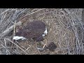 March 4, 2021- Labor &amp; Delivery Egg - Mating - Congratulations Mom &amp; Dad Fort St Vrain - FSV Eagles