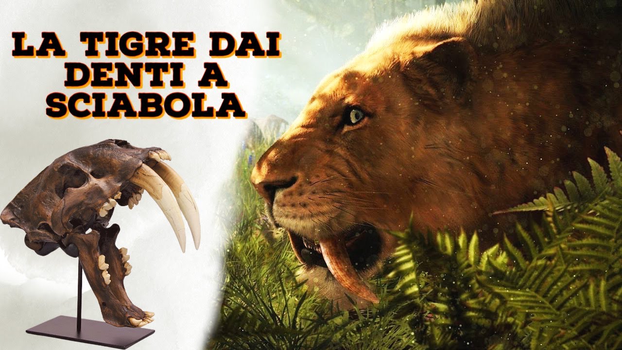 LA TIGRE DAI DENTI A SCIABOLA YouTube la-tigre-dai-denti-a-sciabola-youtube