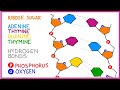 DNA Structure and Function Quiz