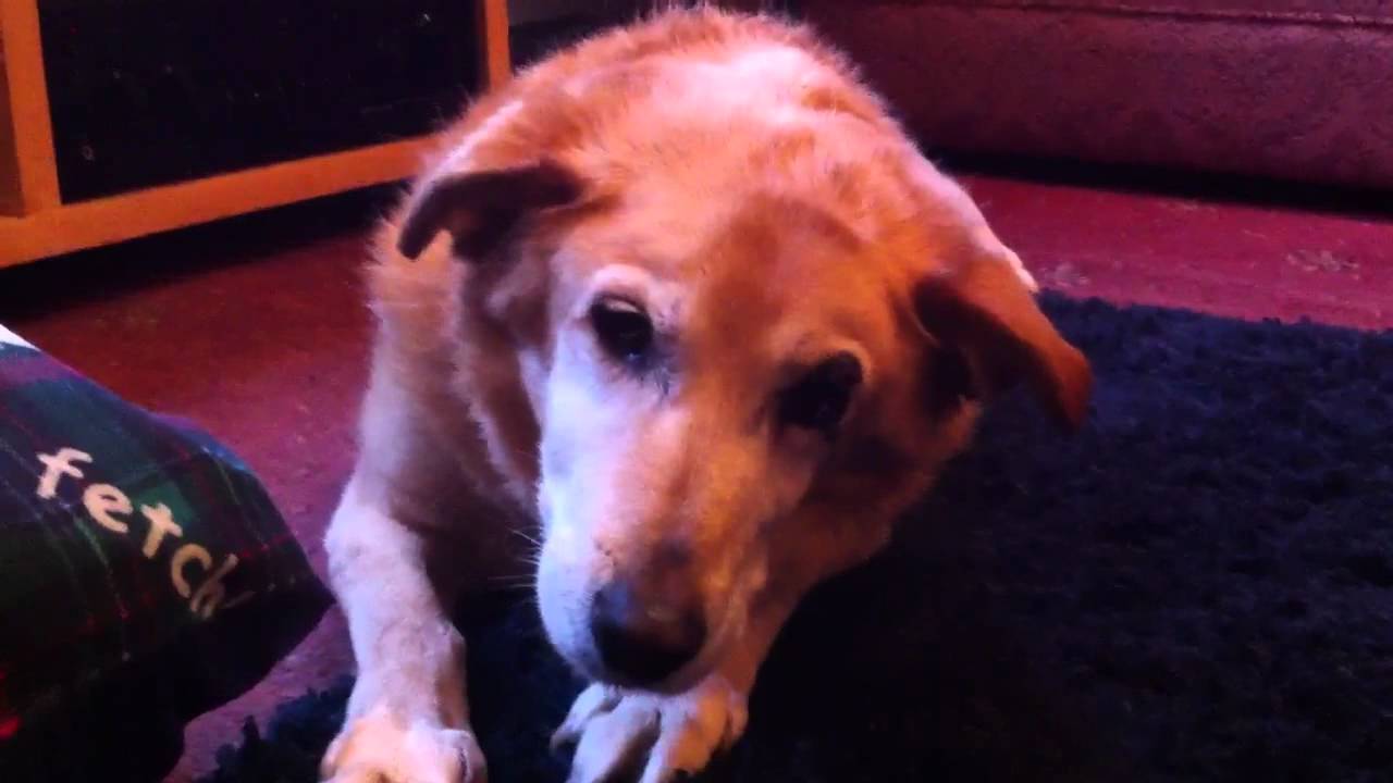 How To Get Your Dog To Stop Scratching How To Get Your Dog To Stop Scratching