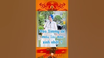 MÈO SIMMY ĐỂ MÀU TÓC NÀO XINH NHẤT… #bảocóc #bảocócvlog #baococvlogboss #shorts #heroteam #xh