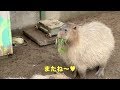 カピバラと動物園まつり　須坂市動物園 の動画、YouTube動画。