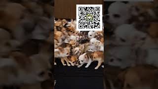 Try out my 4 new effects. #android #smartphone #dvd #virtualbox #vbox #ai #youtube #youtubeshorts