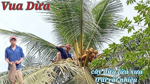 Vua Dừa Miền Tây//cây dừa lửa xưa trái rất nhiều vua dừa leo nhanh như khỉ, xử lý rất chuyên nghiệp