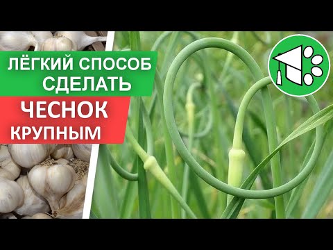 Видео: Сделайте ЭТО, чтобы ОЗИМЫЙ ЧЕСНОК вырос КРУПНЫМ | Как и когда обрывать стрелки у чеснока?