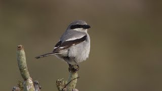 Southern Grey Shrike on Fuerteventura