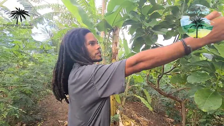 Ban Planta Awa, the first Syntropic Agroforestry farm in Curaçao