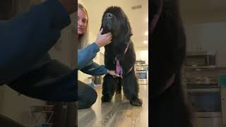 NCA Draft: The Wilczek Harness