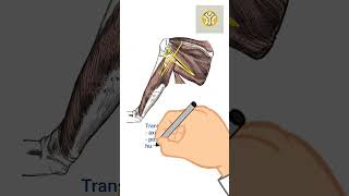 Celebrity Quadrangular Space Anatomy + Quadrilateral Space Syndrome #anatomy #medicalstudent #ortho #doctor Net Worth