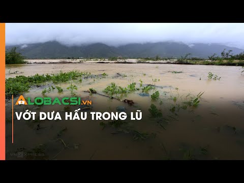Video Nước lũ nhấn chìm những ruộng dưa hấu, Nông dân Vội Vả... - youtube