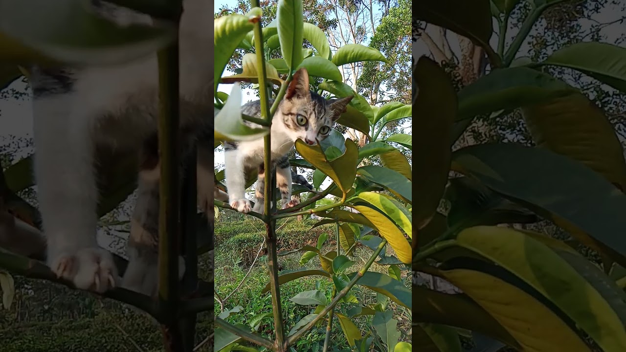 Macan kumbang yang pandai memanjat YouTube