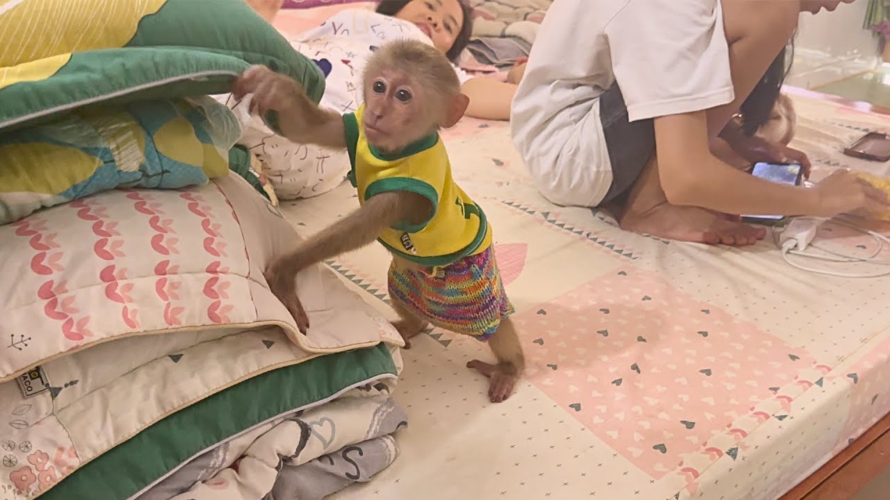 The little Monkey is so adorable - YouTube